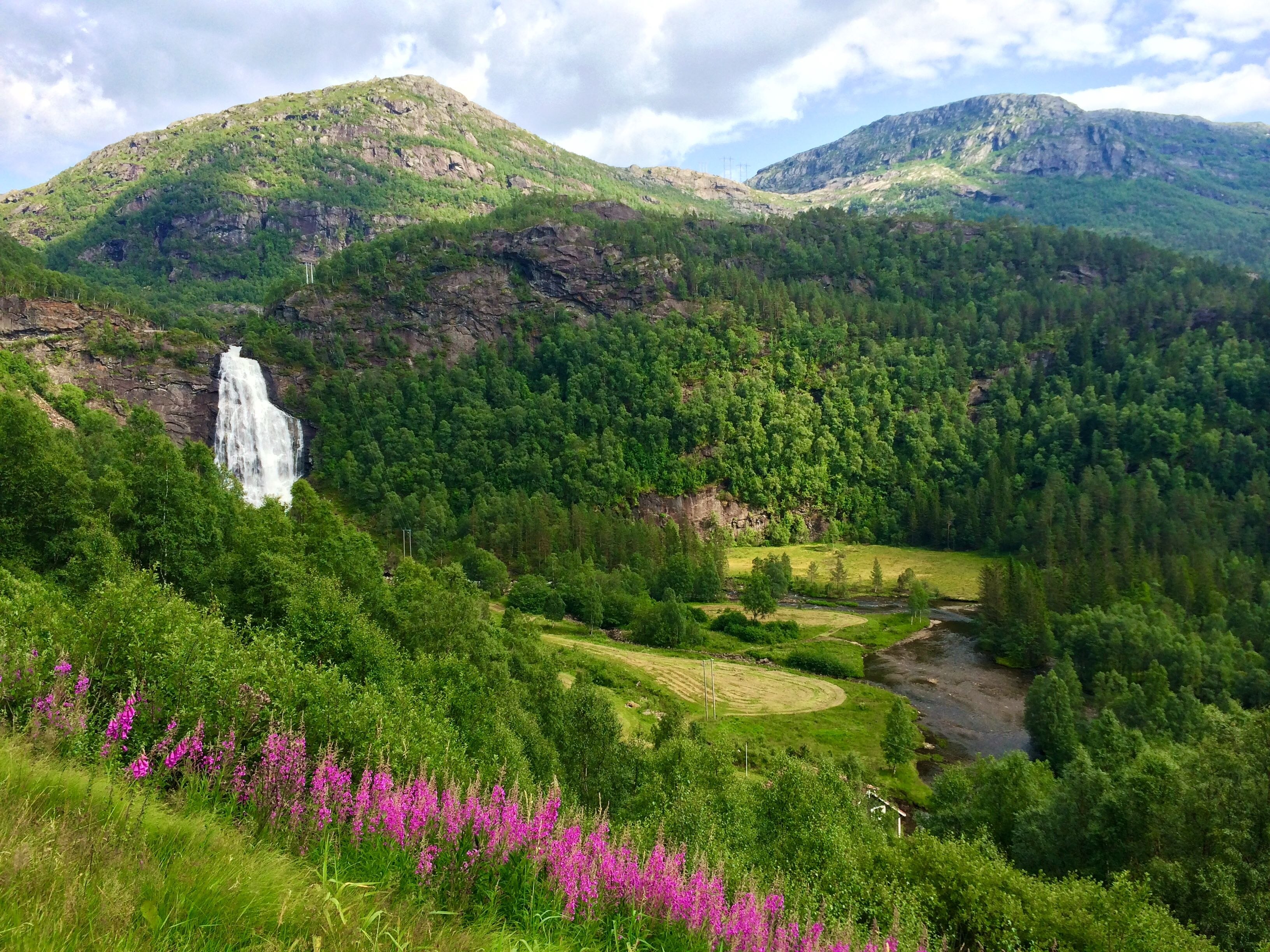 Цветы норвегии. Флора Норвегии. Флора и фауна Норвегии. Растительный мир Норвегии. Растительность Норвегии.