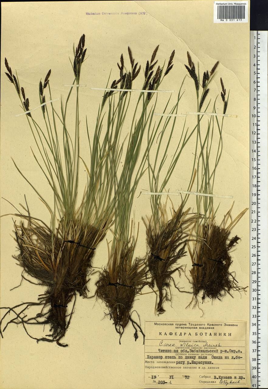 Осока шелестела под ногами сухая и острая погодин р