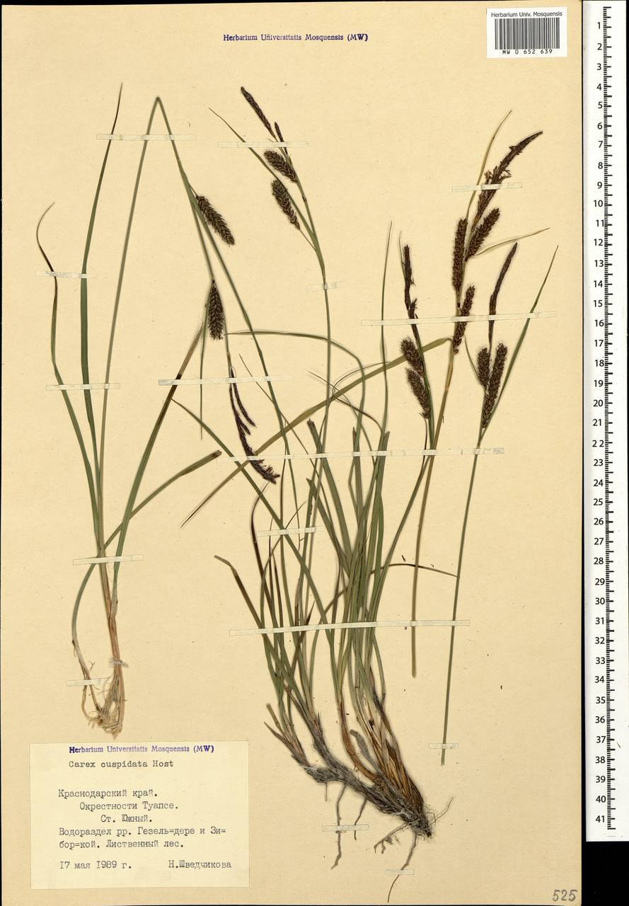 Carex nigra гербарий