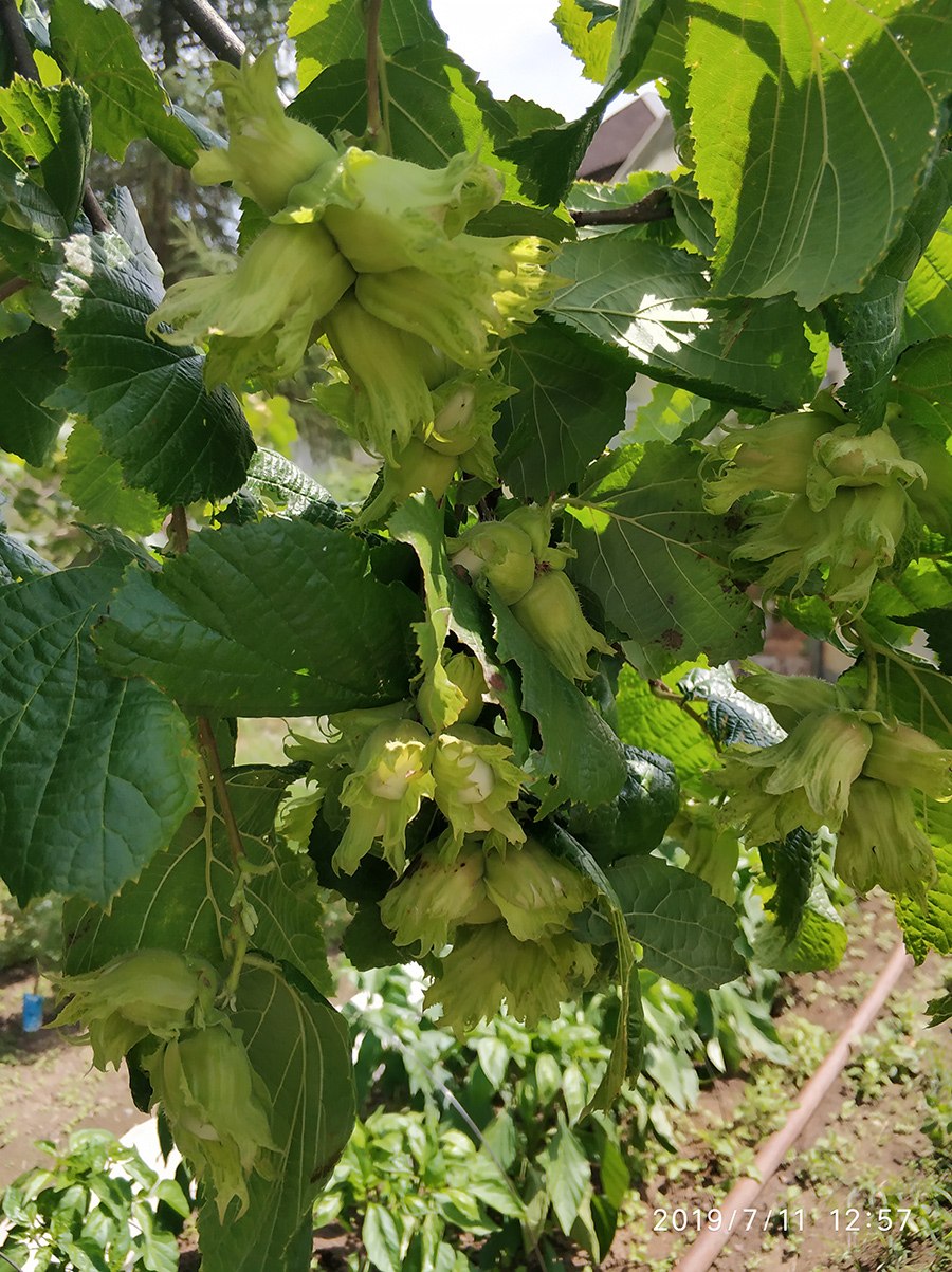 Лещина и фундук разница