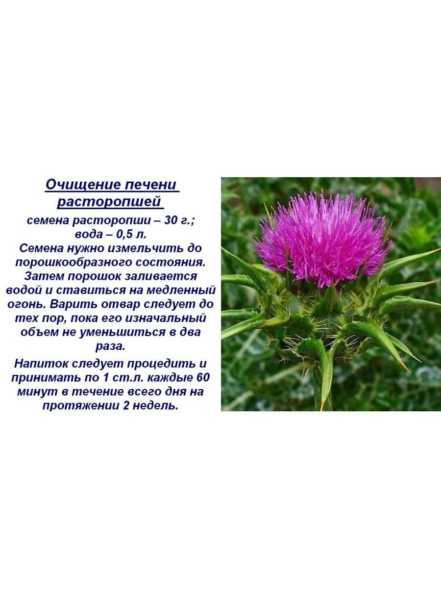 Расторопша чертополох разница