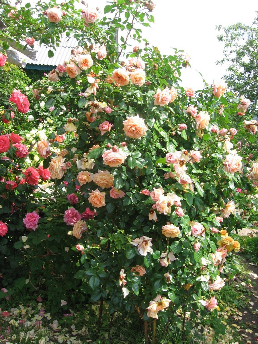 Роза Aloha во весь рост