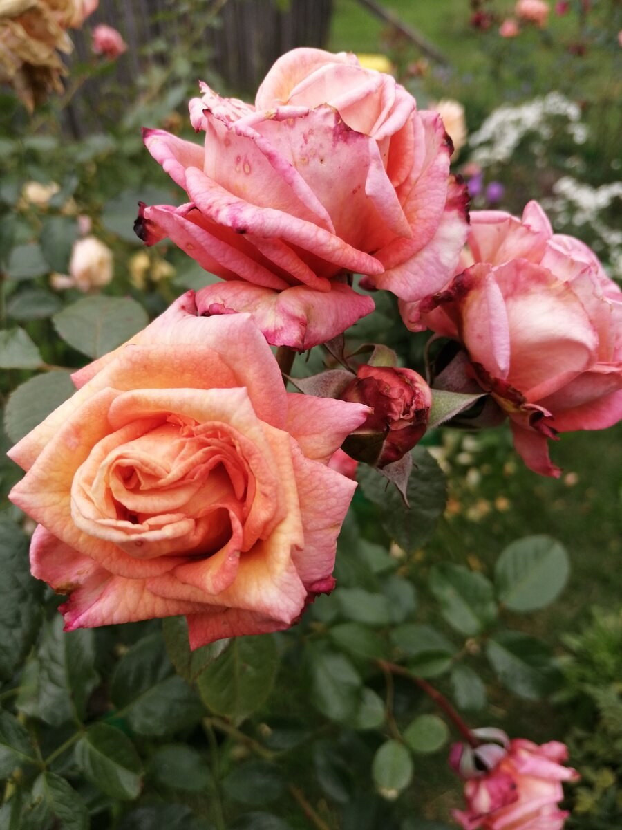 Роза клаймбер Барок