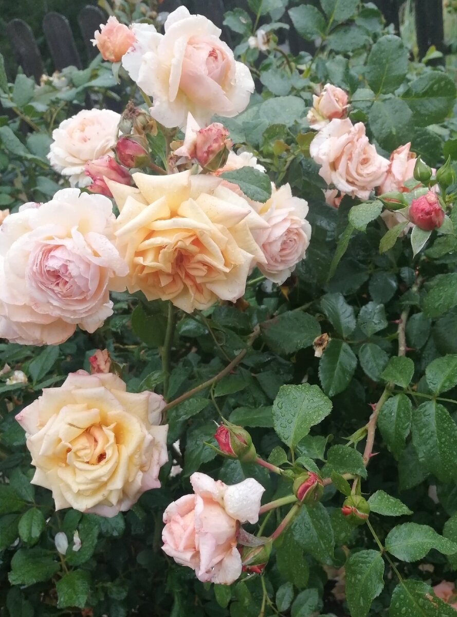 Роза Барок и полька