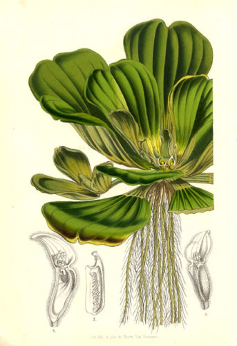 Pistia Stratiotes l.