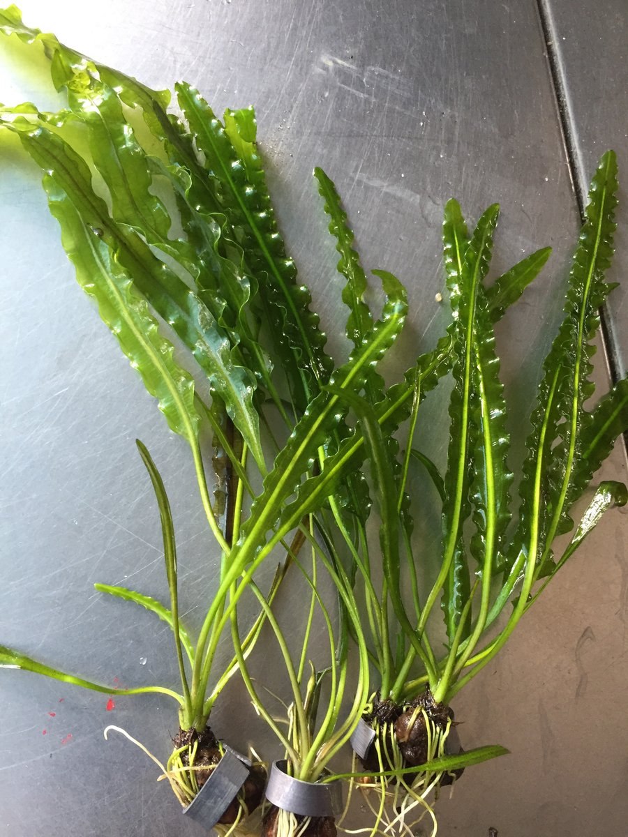 Криптокорина Вендта Нана