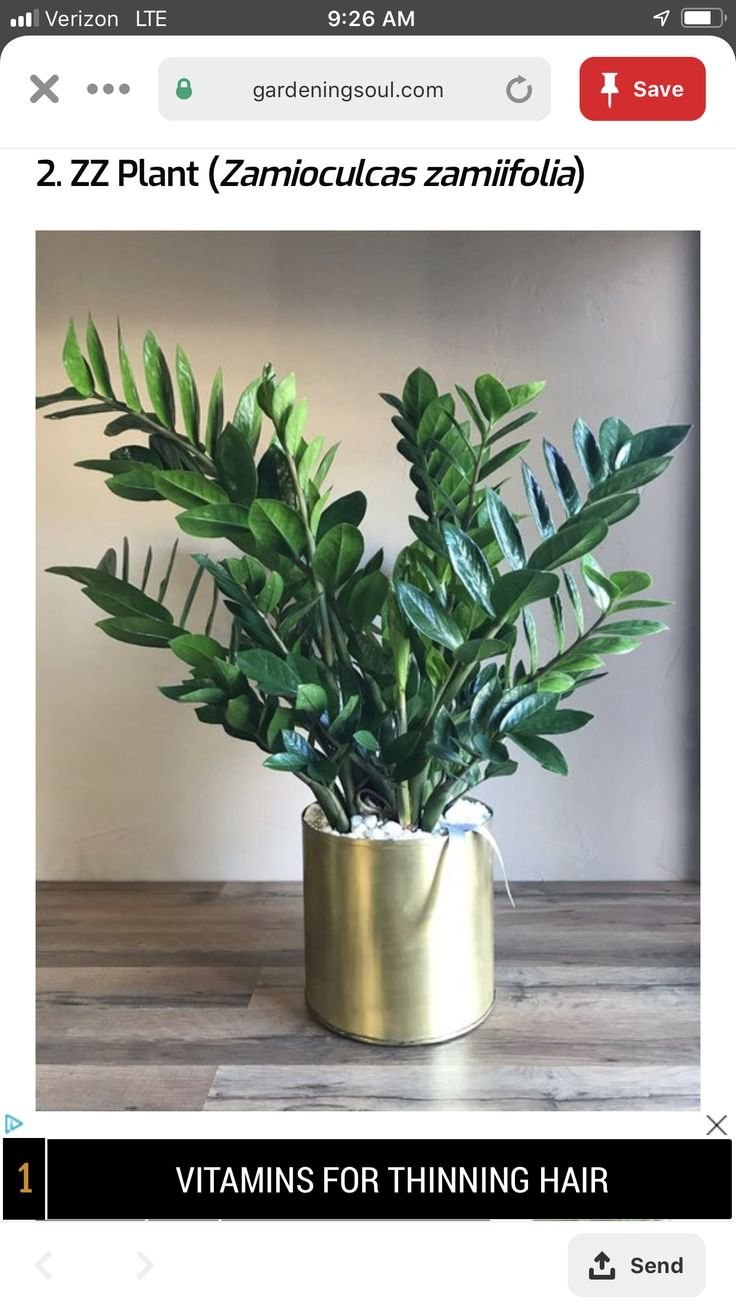 Замиокулькас ядовитый