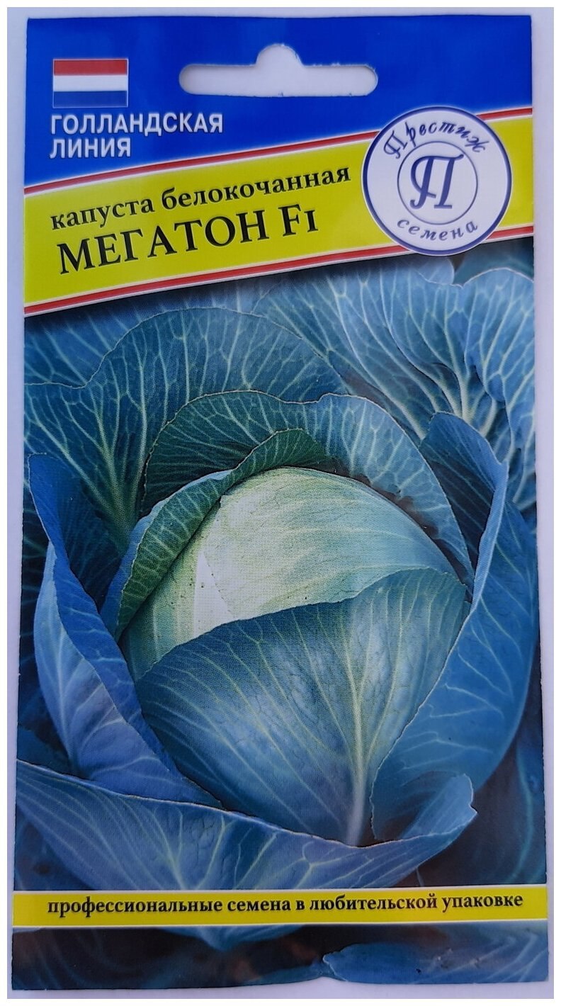 Капуста сорт Мегатон рассада