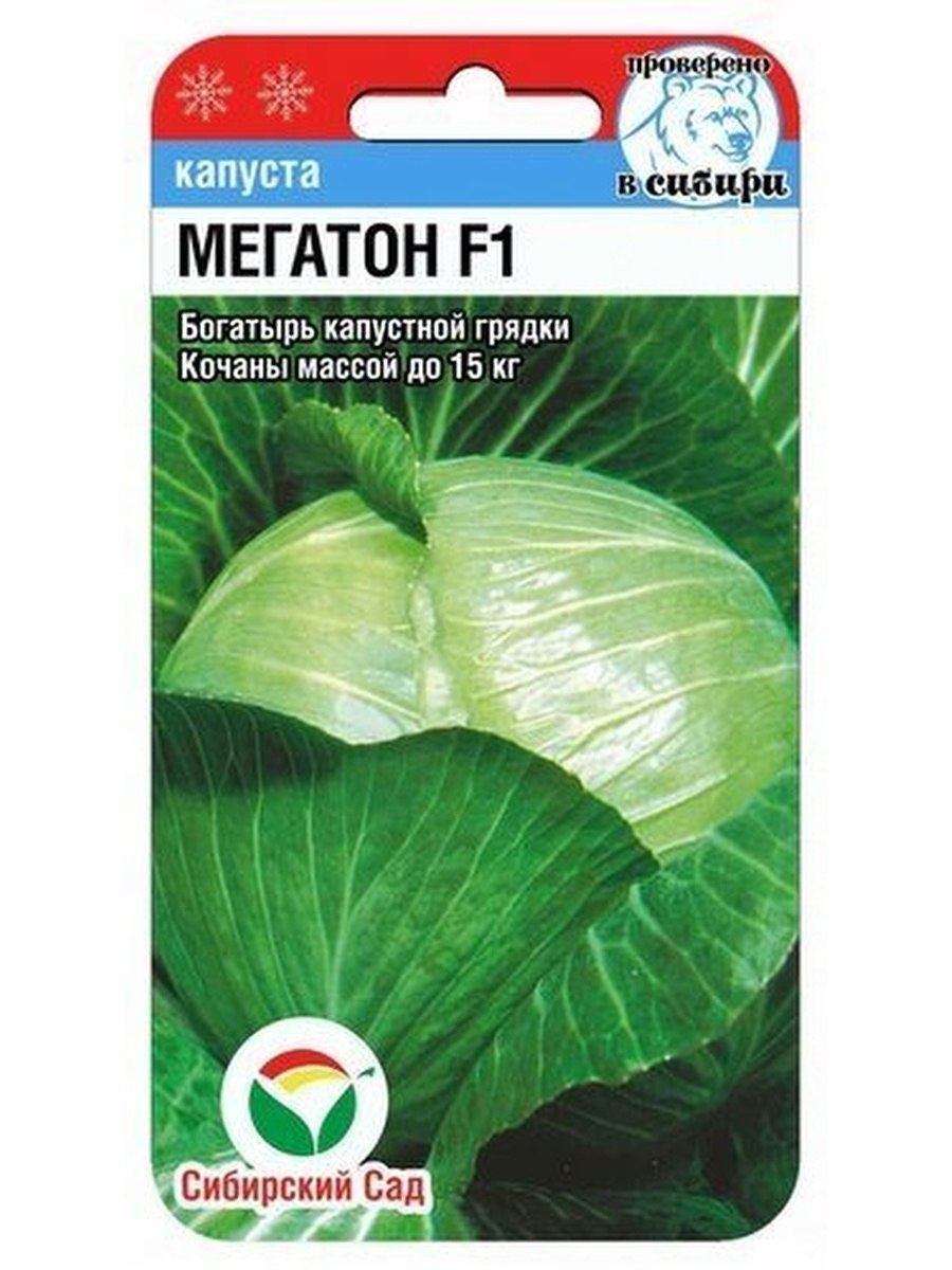 Белокочанная капуста мегатон
