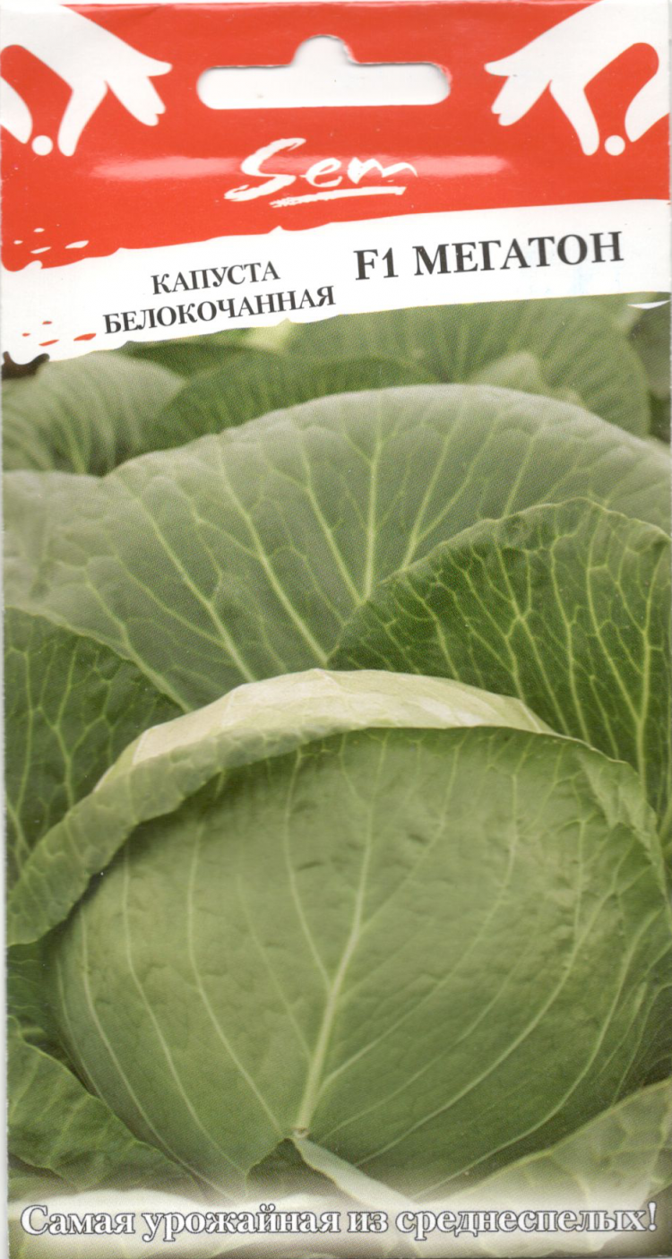 Сорт капусты Мегатон