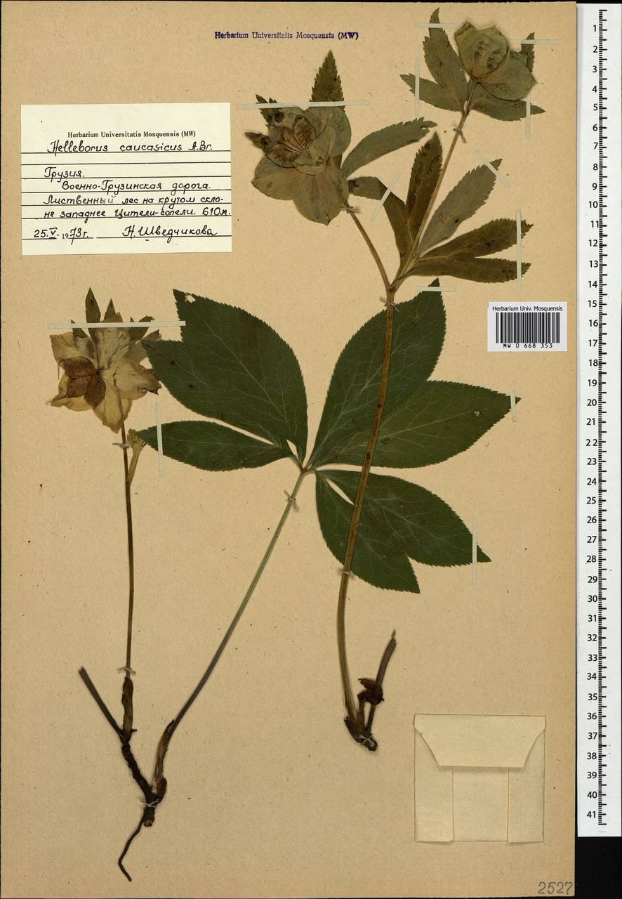 Морозник луковица