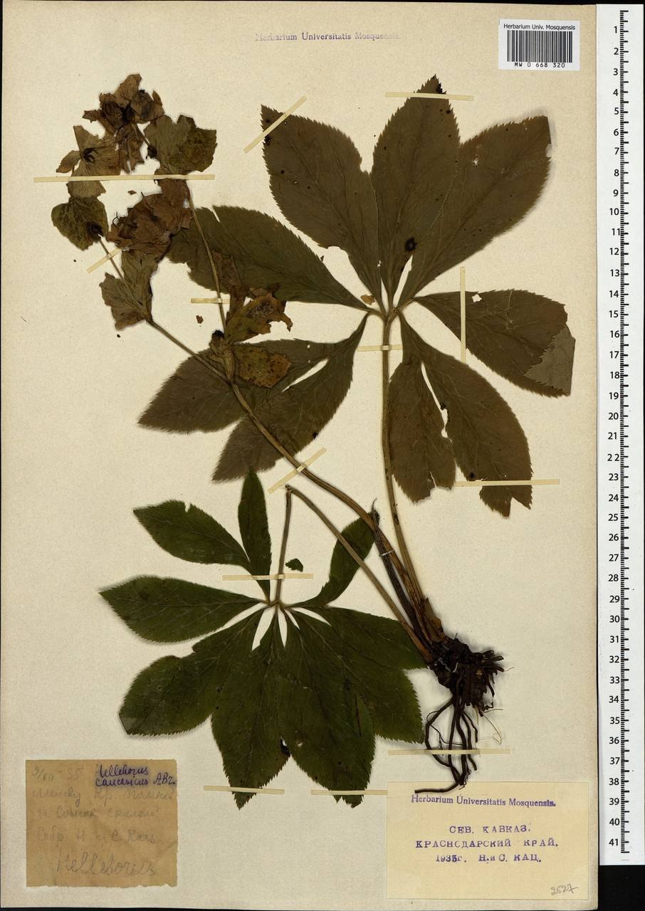 Водосбор плод многолистовка