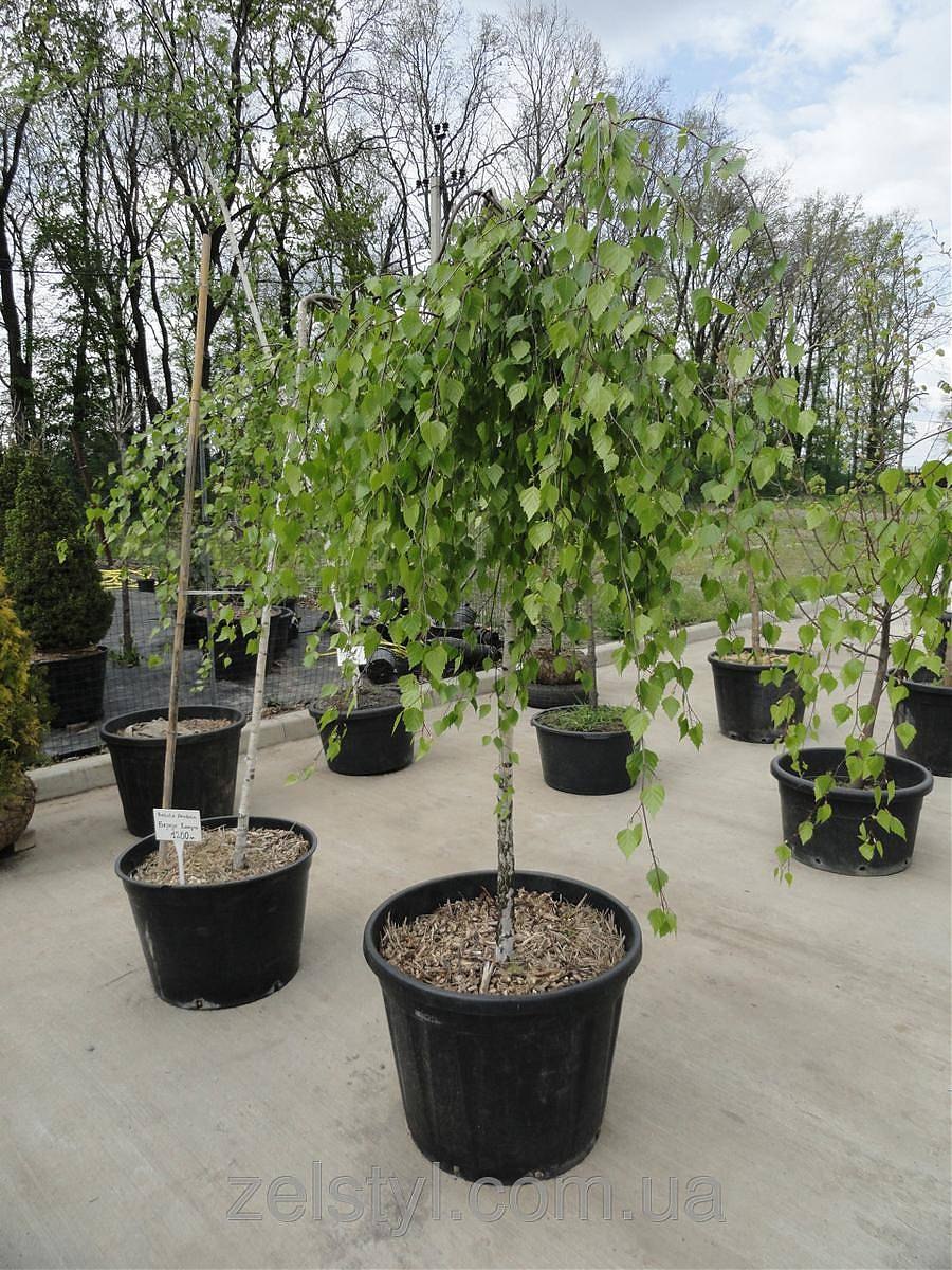 Береза карликовая Бетула Нана