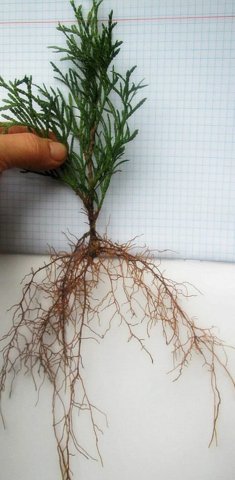 Кильчевание черенков туи