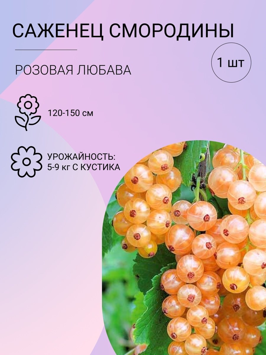 Бирючина обыкновенная ягоды