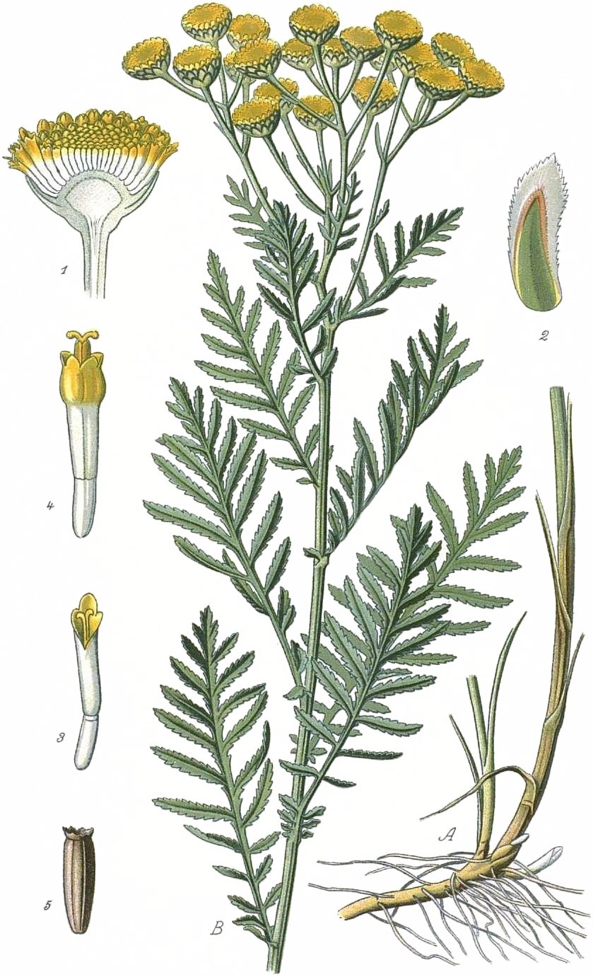 Пижма Киттари