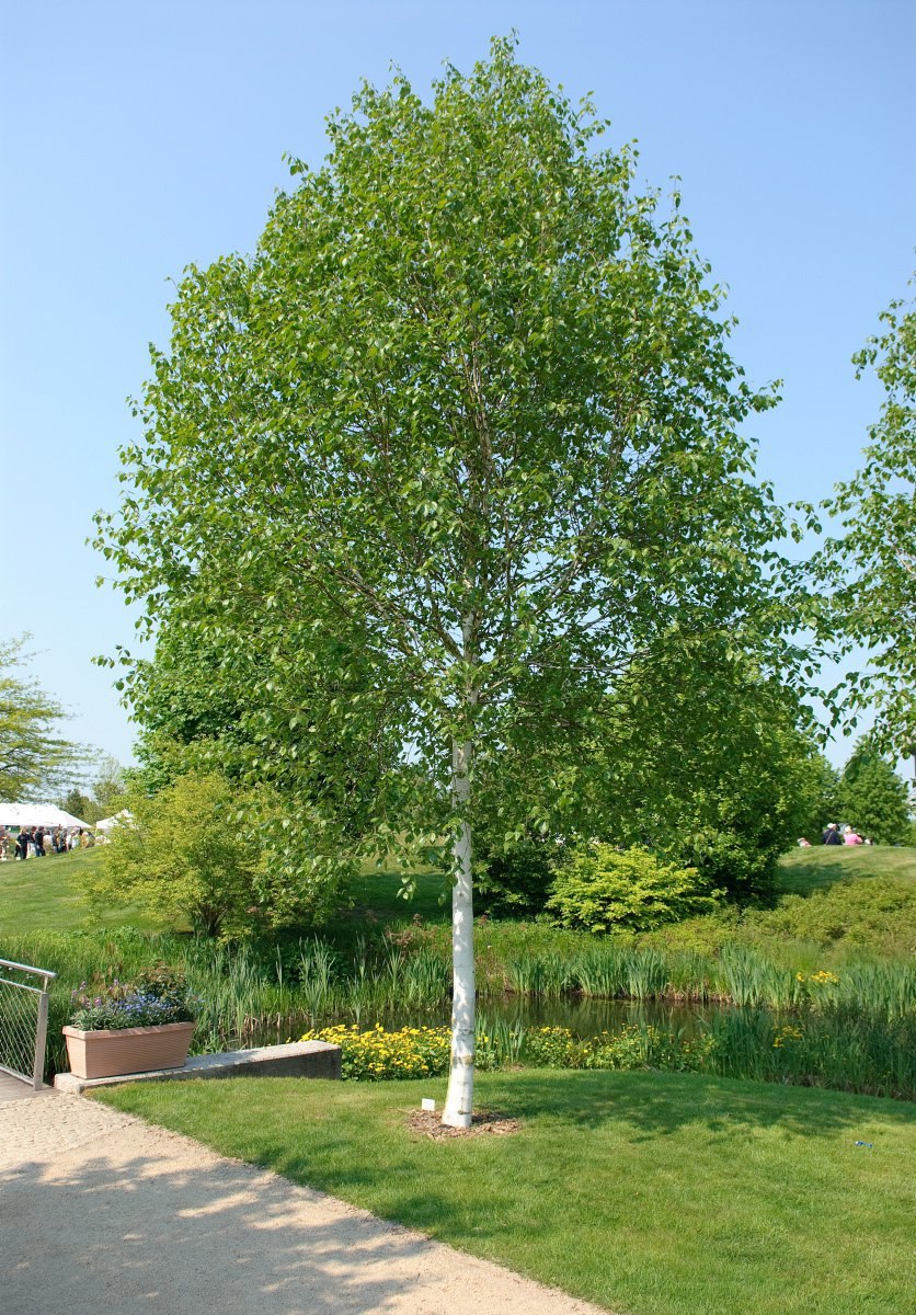 Береза пушистая Betula pubescens