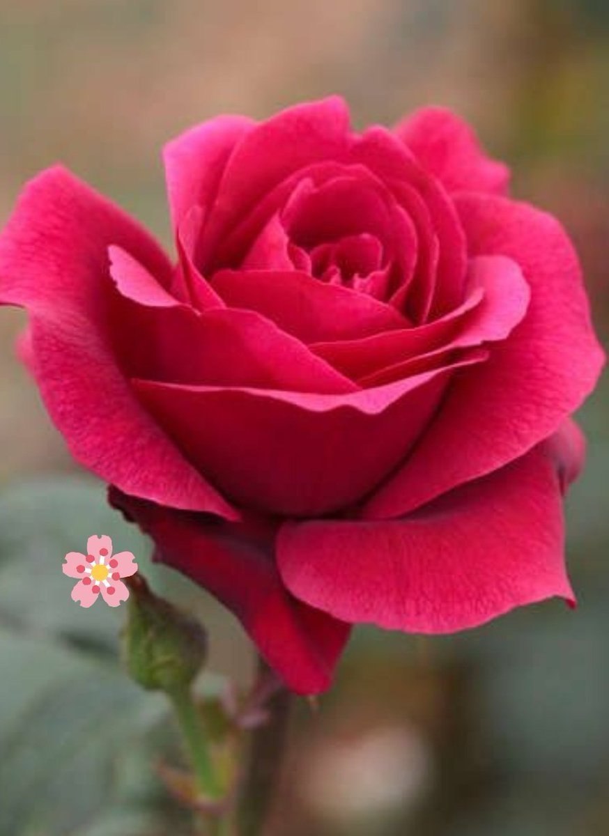 Роза Розариум Ютерсен