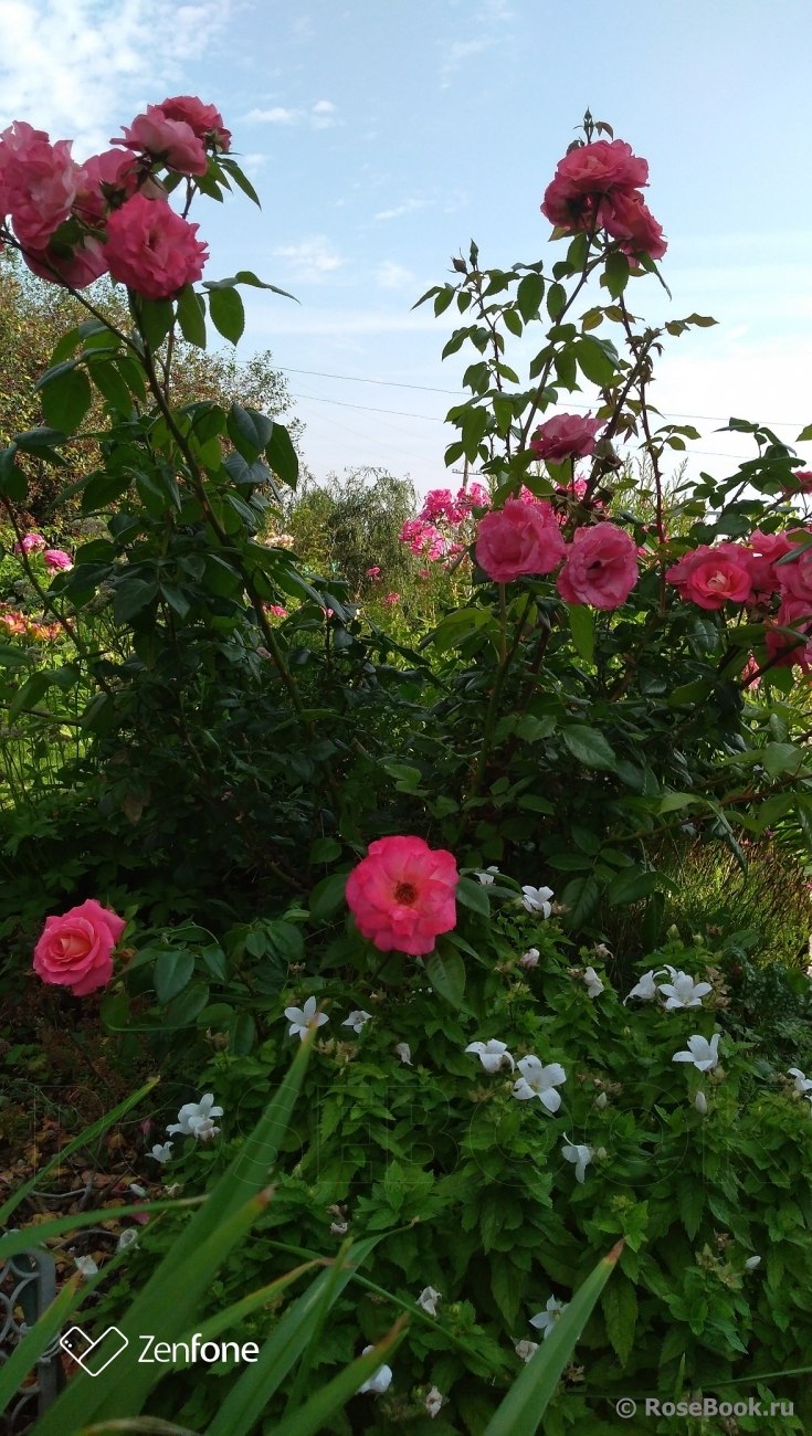 Roza Wartburg роза Rosa