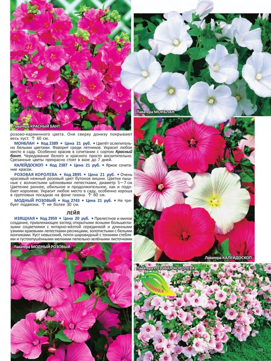 Лаватера цветок куст