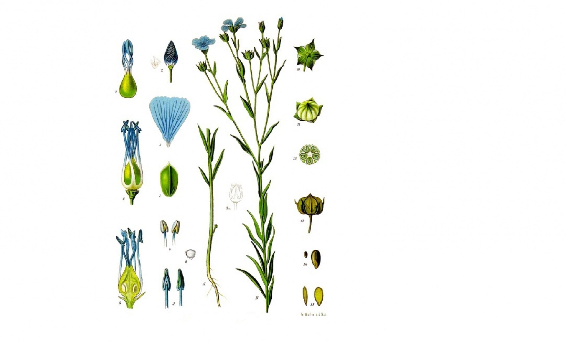 1 шт 3 растительное. Linum usitatissimum Ботаническая иллюстрация. Лен культурное растение. Лён растение описание. Рассказ о культурном растении лен.