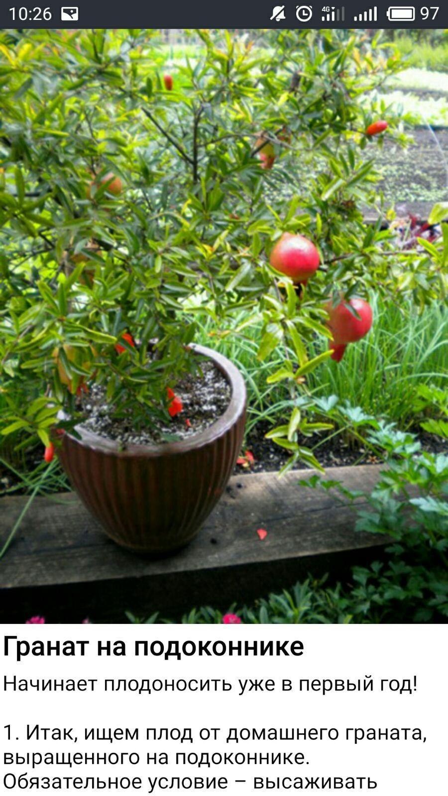 Дерево гранат в горшке