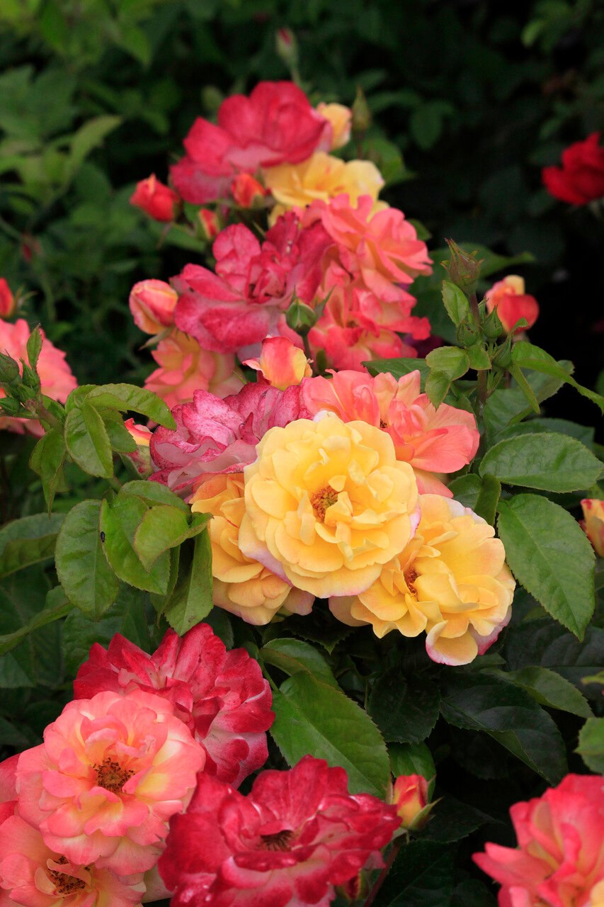 Роза цыган Rosa Tzigane