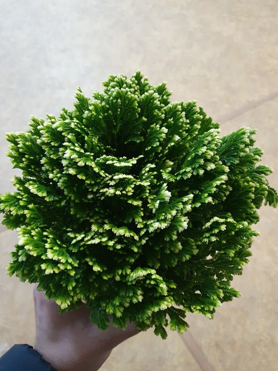 Селагинелла сохнут кончики