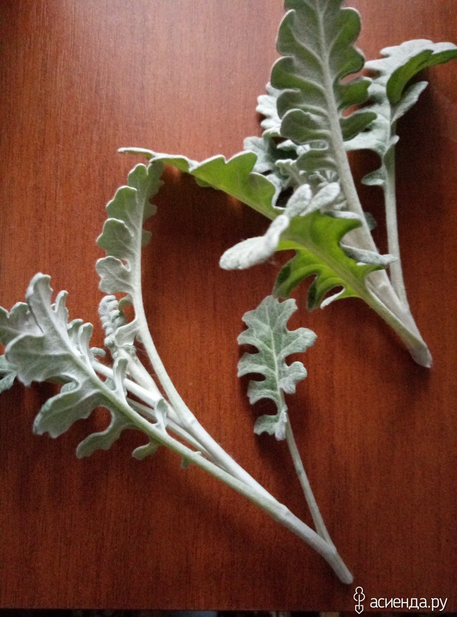 Черенок цинерарии