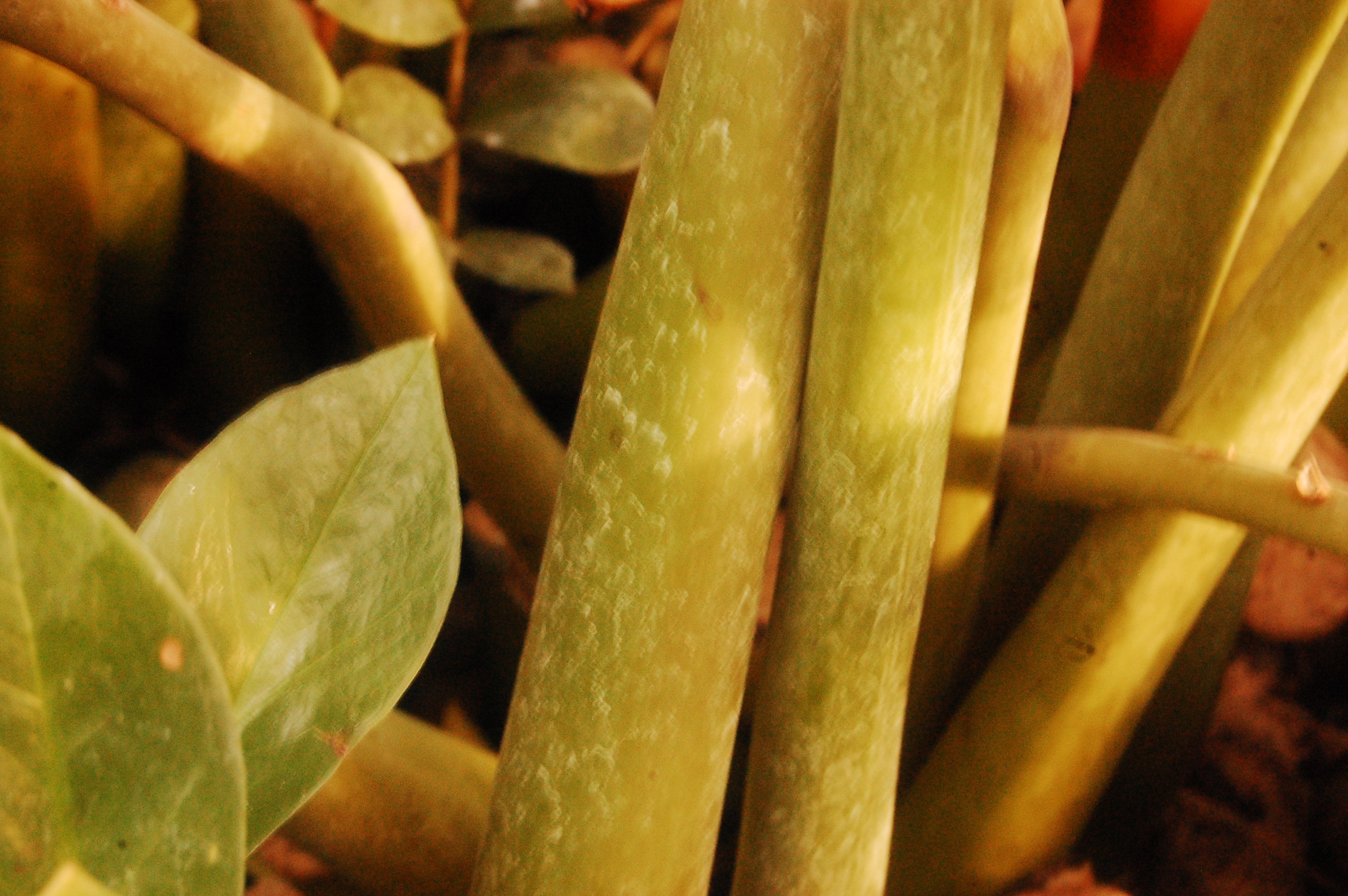 Почему желтеют листья у замиокулькаса что делать