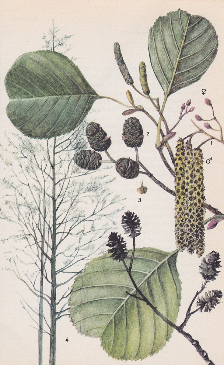 Ольха черная (Alnus glutinosa)