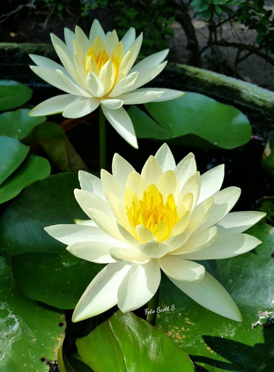 Кувшинки Лотос цветы лотоса