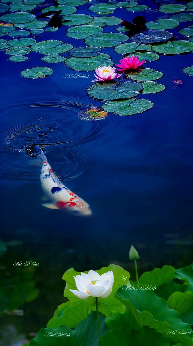 Кувшинка Виктория Амазонская