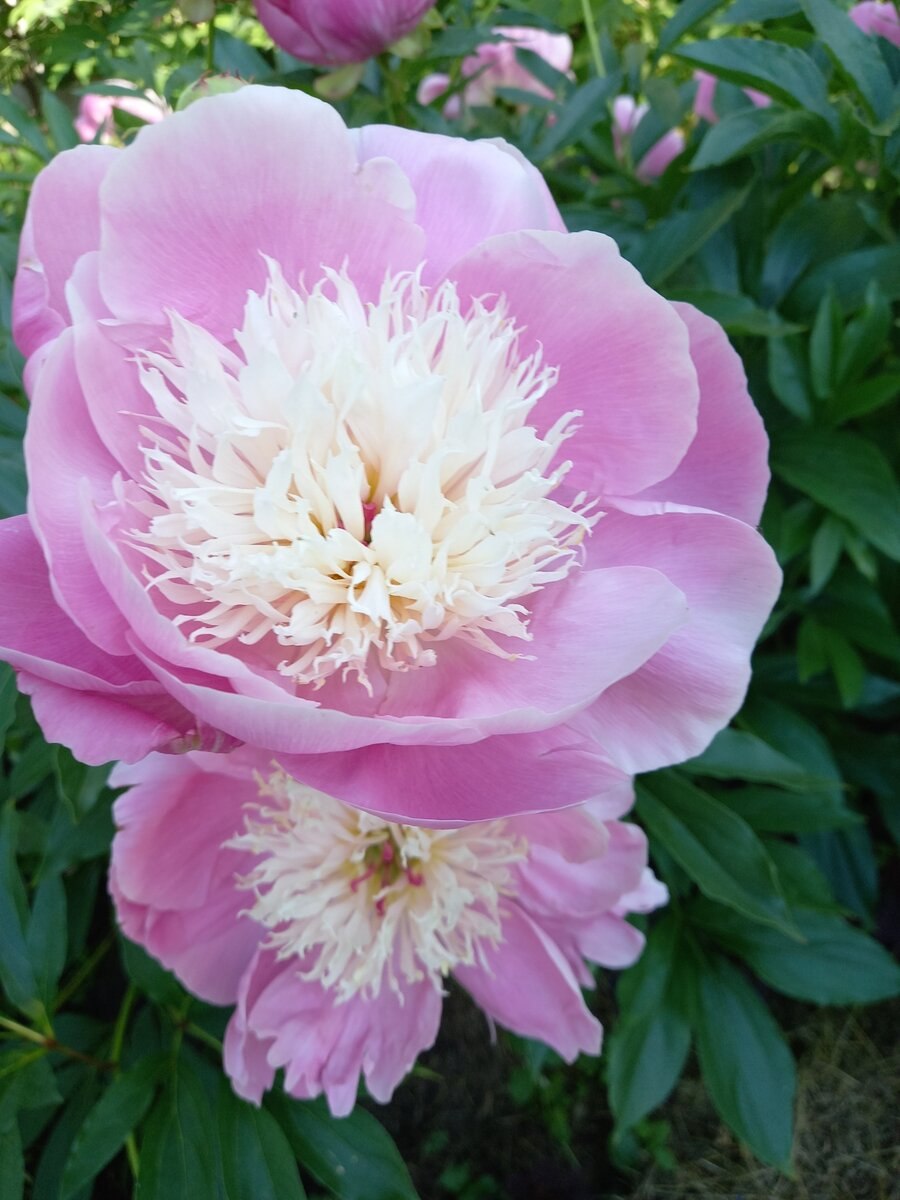 Пион боул оф бьюти