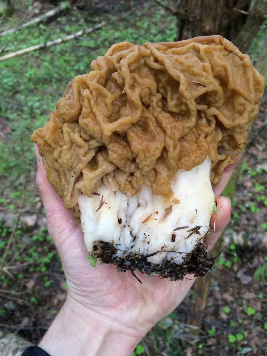 Обыкновенный строчок (Gyromitra esculenta)