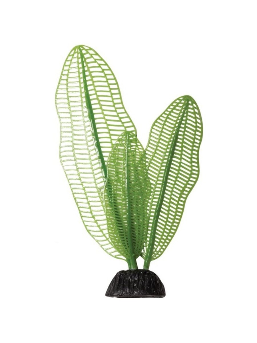 Апоногетон аквариумное растение