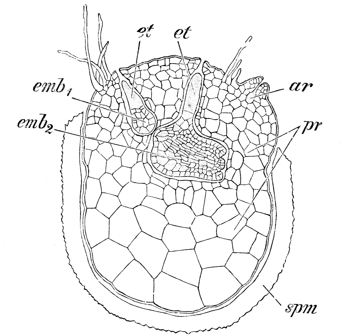 Клетки зародыша хвоща. Selaginella martensii. Строение стебля селагинеллы. Строение селагинеллы. Строение зародыша селагинеллы.