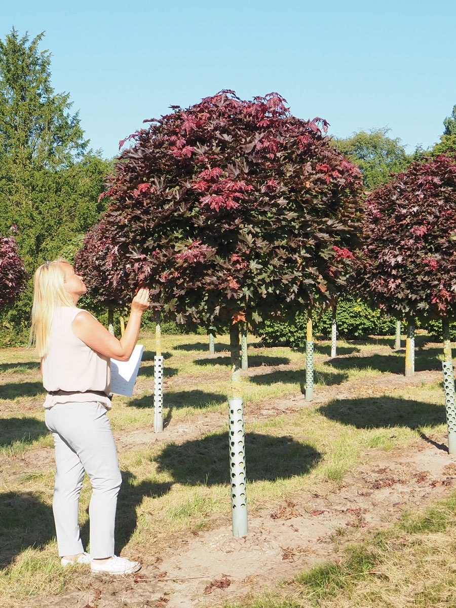 Клён Глобозум в живой изгороди