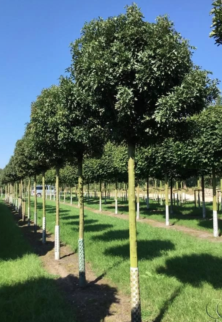 Боярышник шаровидный