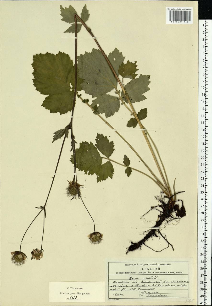 Гравилат городской Geum urbanum l.