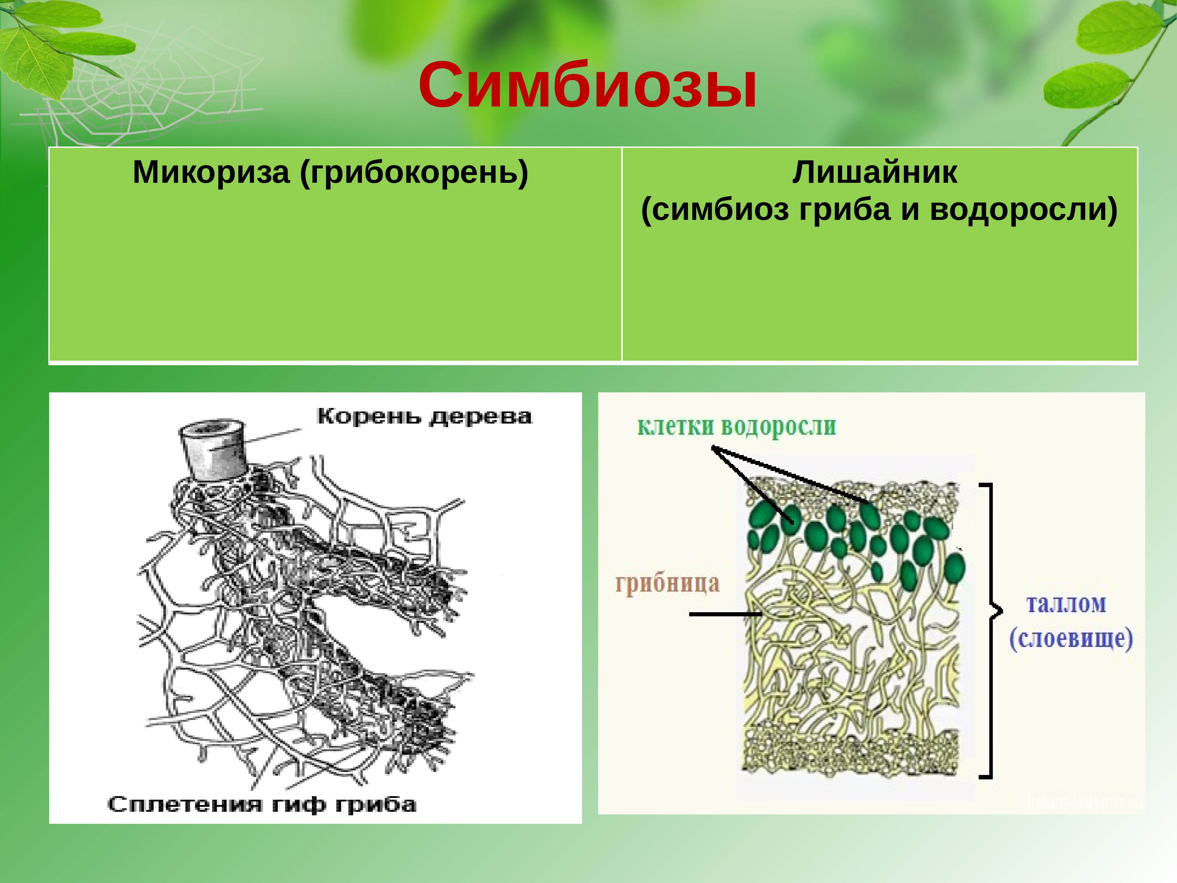 Функция водоросли в лишайнике