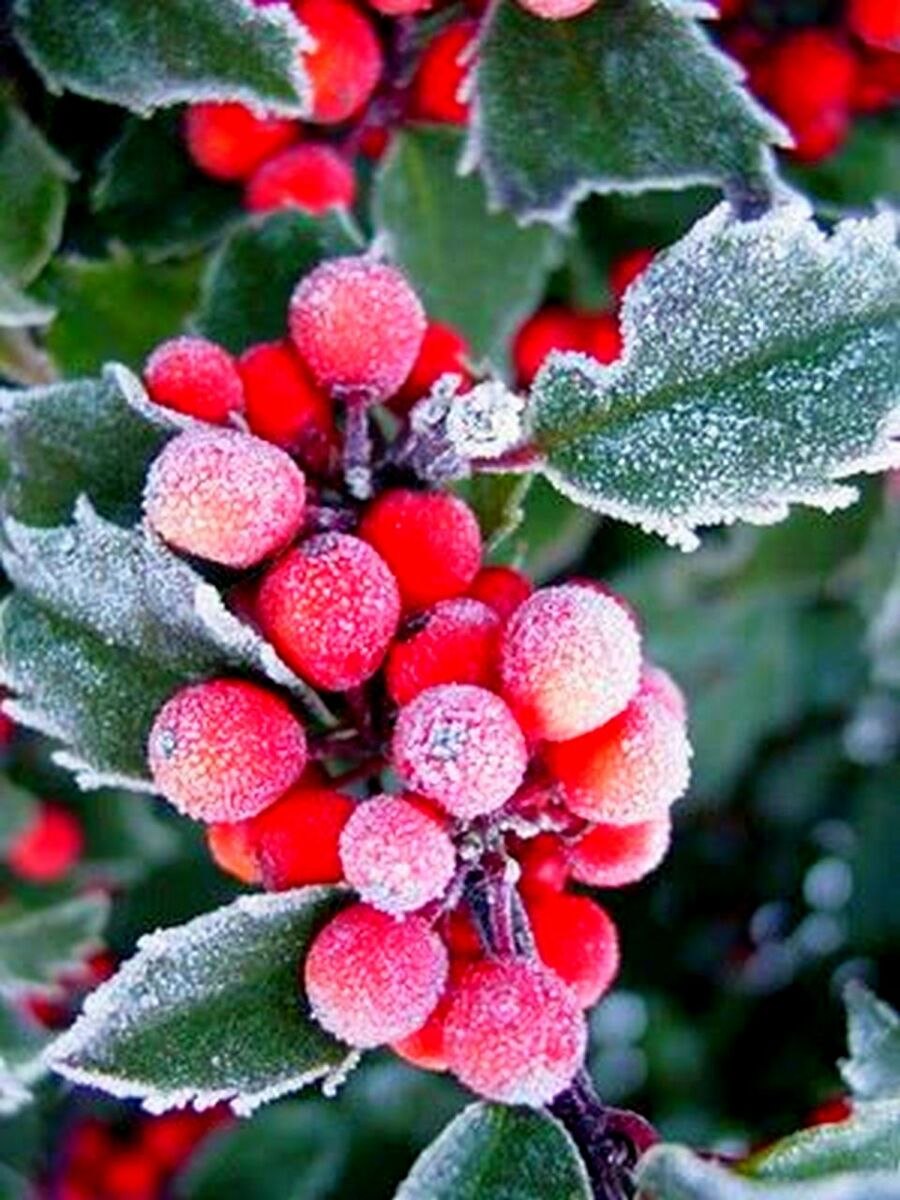 Ягоды в снегу