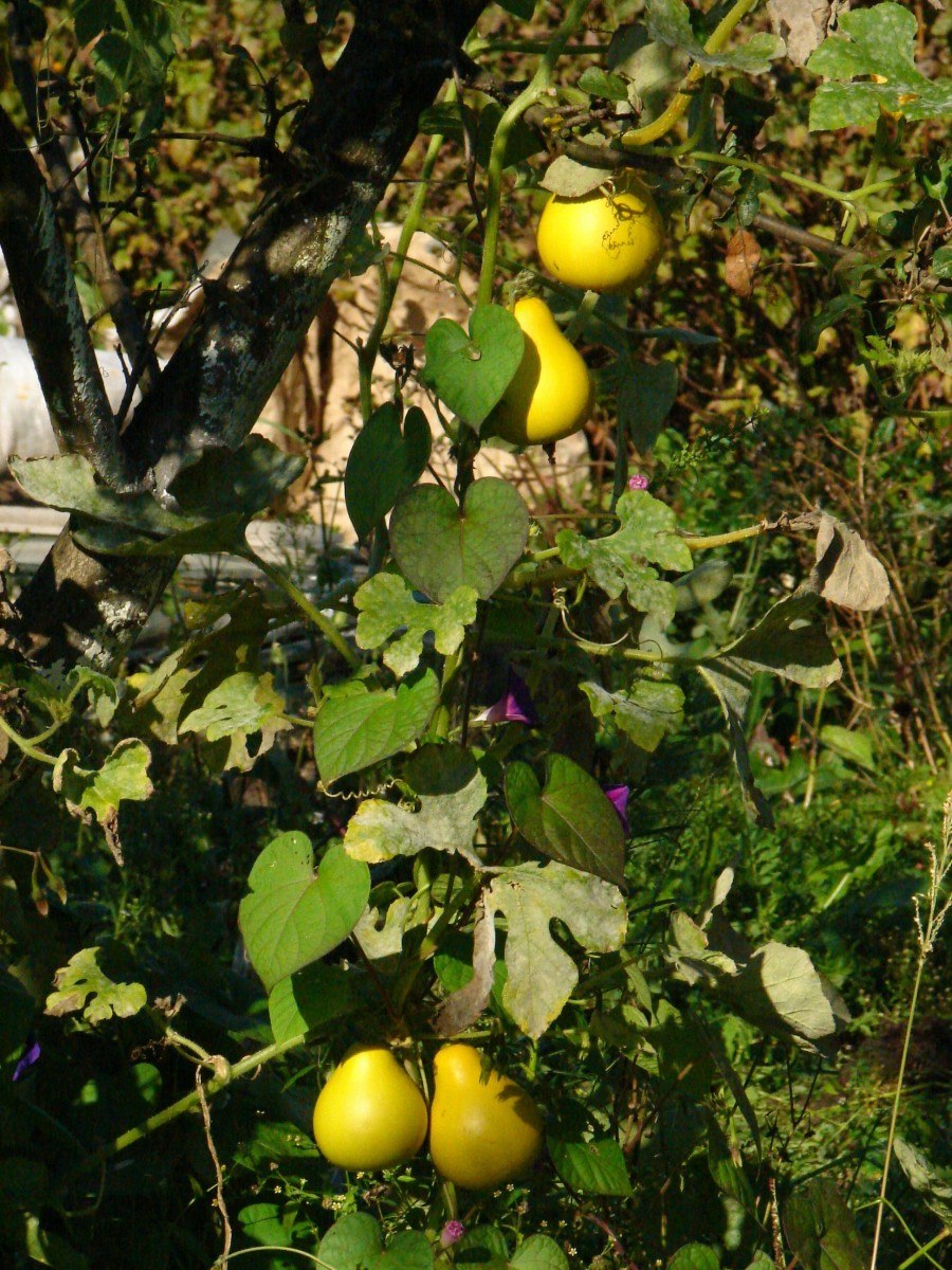 Лиана лагенария