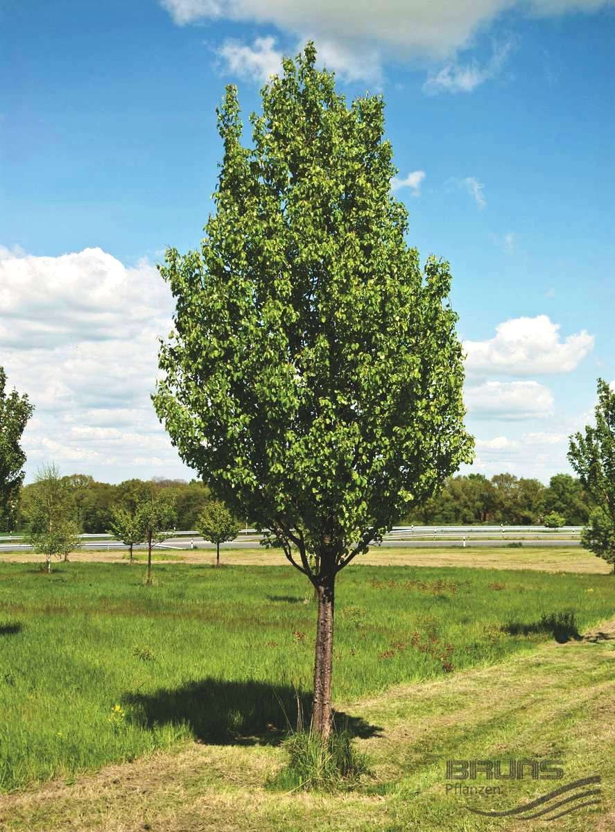 Декоративные растения груша