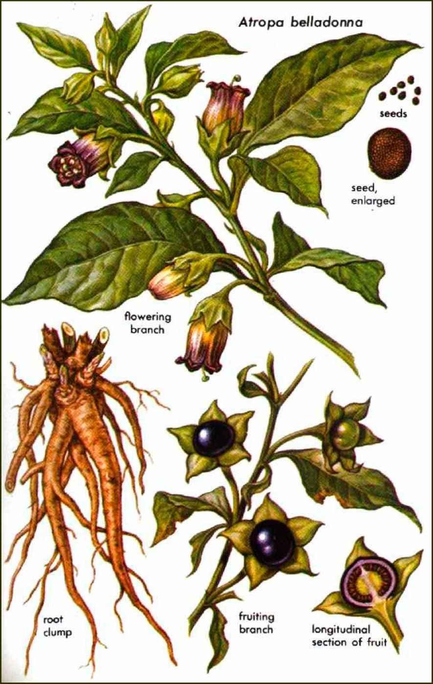 Белладонна табак