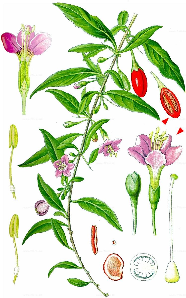 Семейство пасленовые лекарственные растения