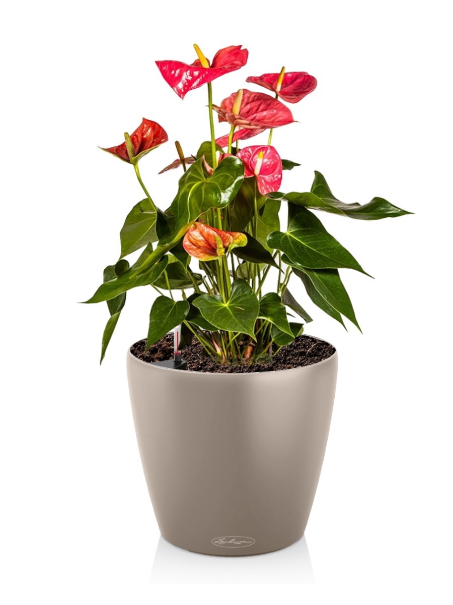 Антуриум Leganza