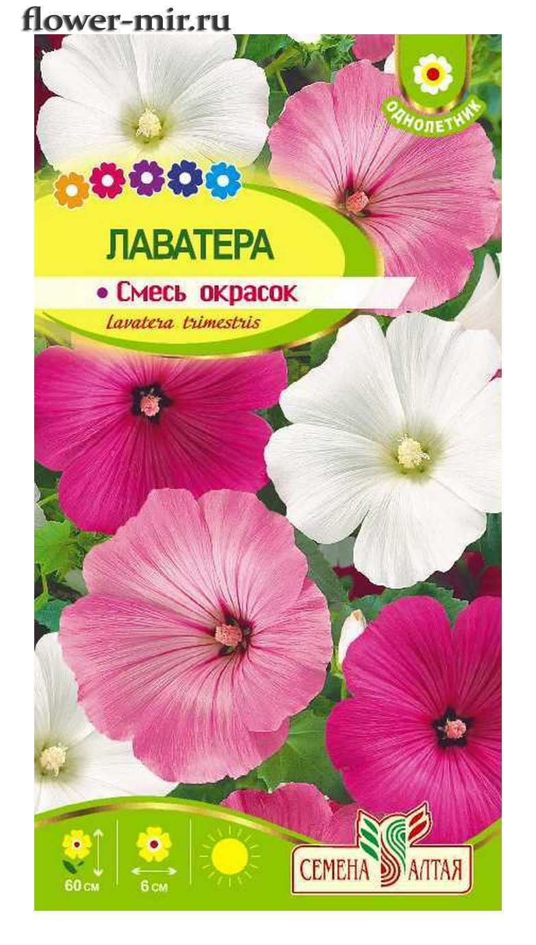 Лаватера красотка смесь