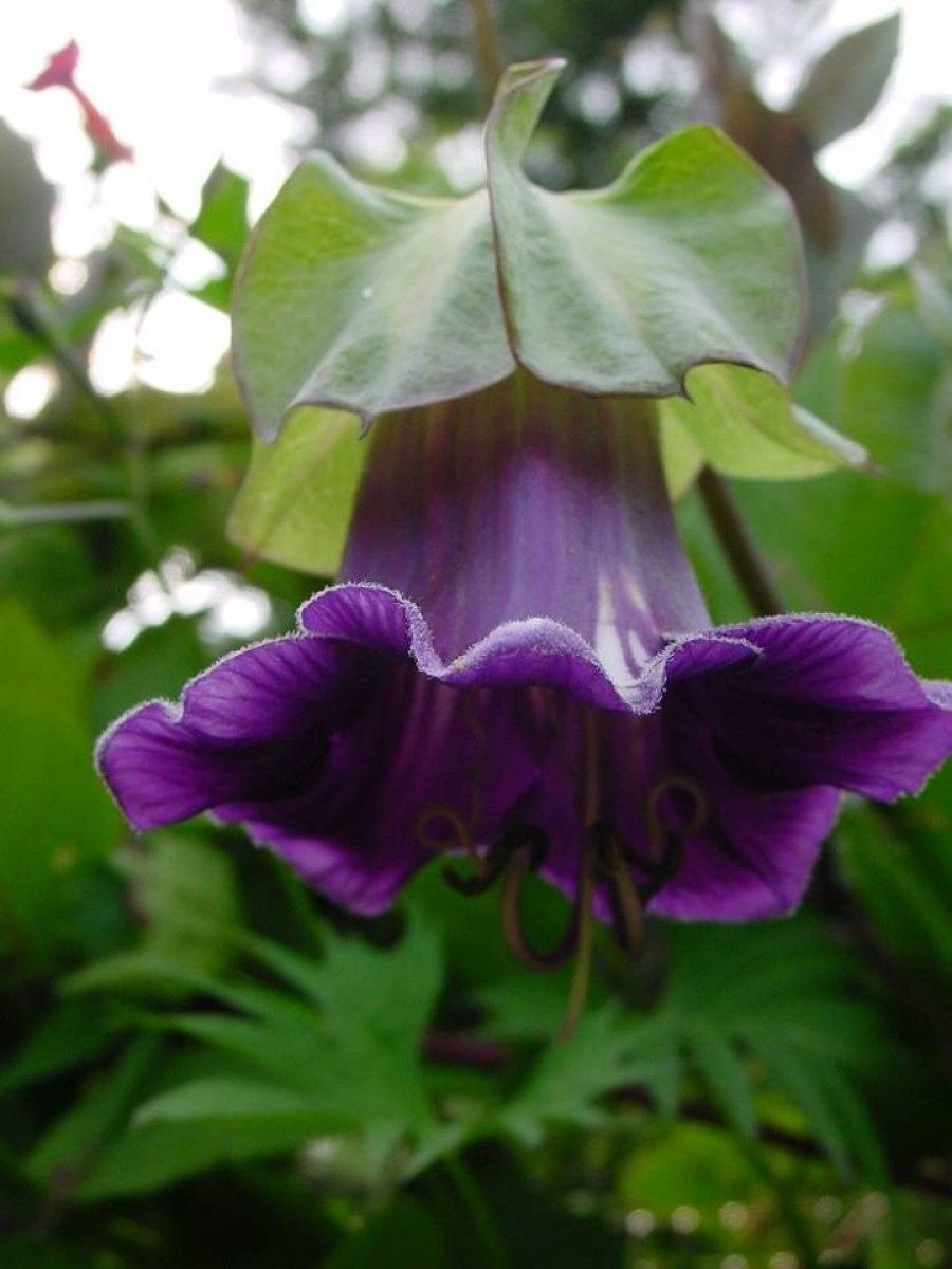 Ипомея ампельная