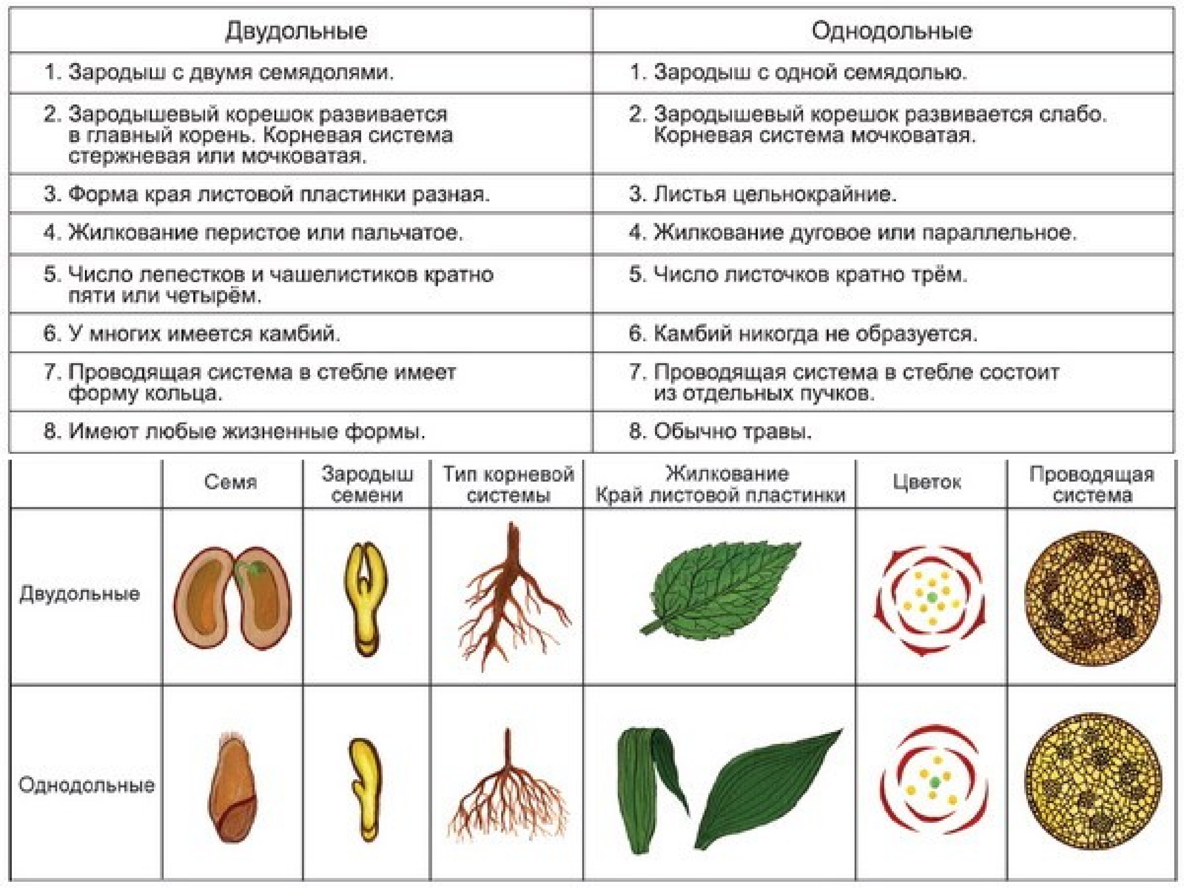 Признаки двудольных. Отличия однодольных и двудольных растений таблица. Характерные признаки двудольных и однодольных растений таблица. Различия однодольных и двудольных растений таблица. Однодольные и двудольные растения признаки таблица.